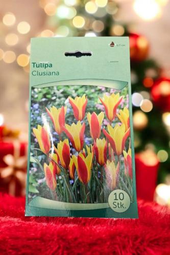 أبصال توليب (كلوزيانا)