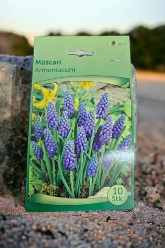 أبصال موسكاري (أرمينيا كوم)