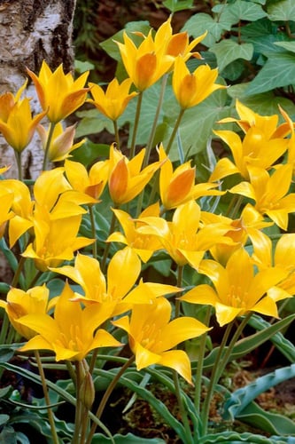 أبصال توليب (كولباكو فسكيانا)