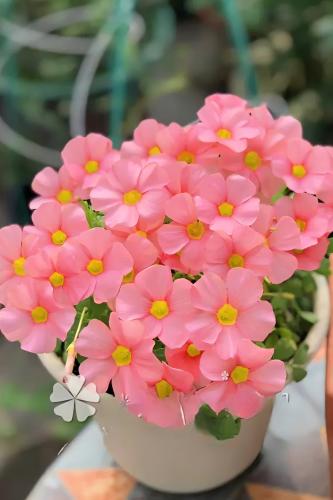 بصيلة أقصليس (طيف)