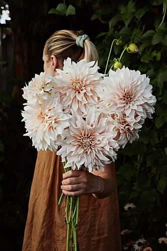 داليا (قهوة بالحليب)