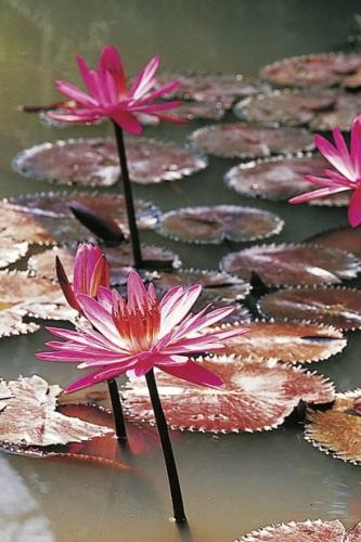 بذور زنبقة الماء (ماي بولي حمراء)