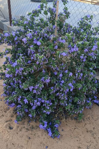 بذور شجيرة بارليريا اوبتوزا