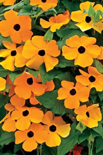 بذور سوزان ذات العيون السود (برتقالي)