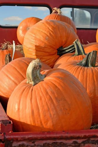 بذور قرع (ماكس الكبير)