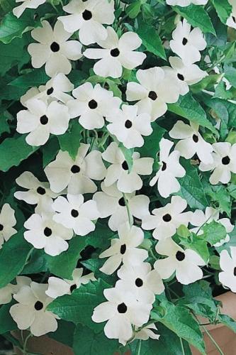 بذور سوزان ذات العيون السود (أبيض)