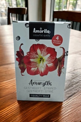 بصيلة أمارلس (أحمر مخطط)