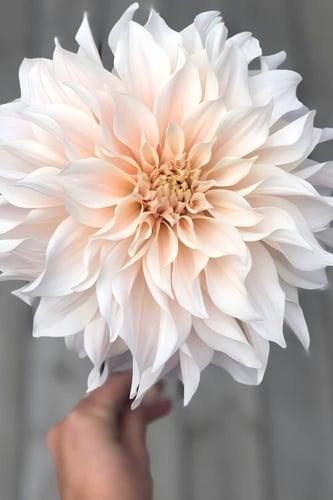 داليا (قهوة بالحليب)