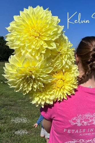 داليا (الضوء المتدفق)