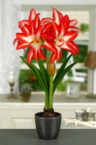 بصيلة أمارلس (المتناثرة)