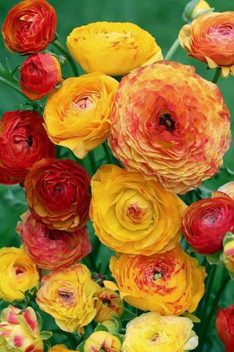 أبصال رينانكلاس ألوان نارية