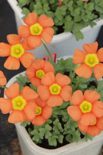 بصيلة أقصليس (نجلاء)