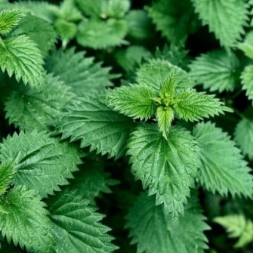 بذور القراص