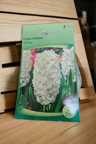 أبصال (هايسنت) أبيض