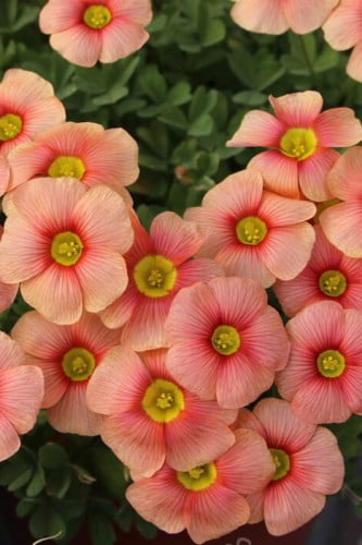 بصيلة أقصليس (شوق)