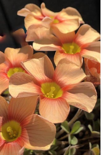 بصيلة أقصليس (أضواء)