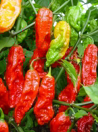 بذور فلفل (الشبح) حار جدا