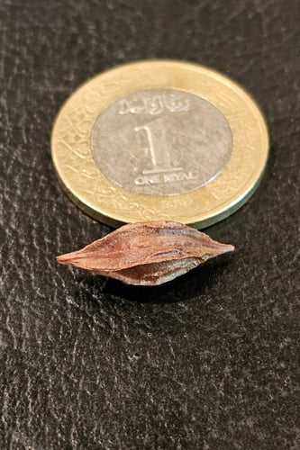 بصيلة أقصليس (ريناد)