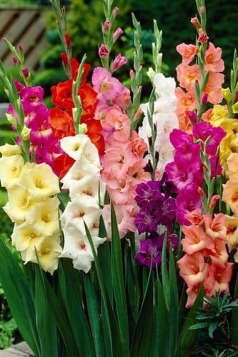 أبصال قلاديلوس ملونة