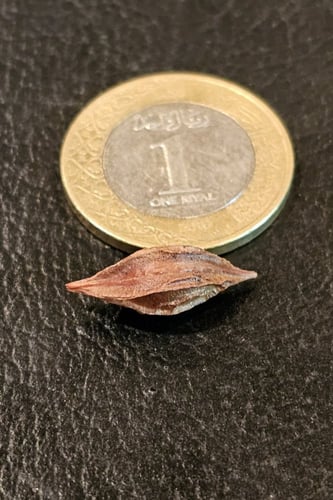 بصيلة أقصليس (مشاعل)