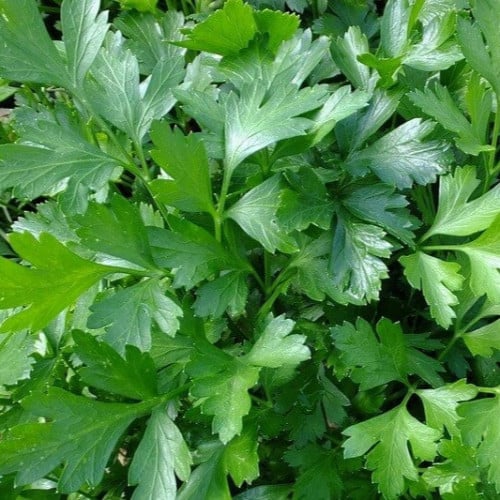 بذور بقدونس (مصري)