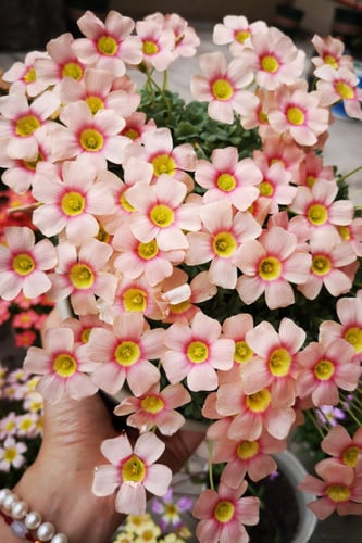 بصيلة أقصليس (حلا)