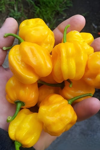 بذور فلفل (هابانيرو الأصفر)