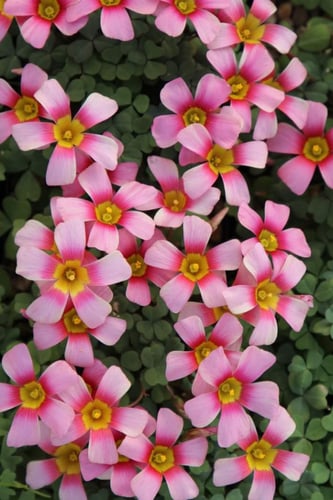 بصيلة أقصليس (سحر)