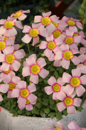 بصيلة أقصليس (ندى)