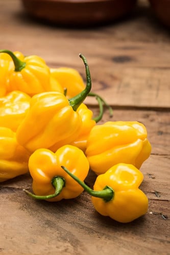 بذور فلفل (هابانيرو الأصفر)