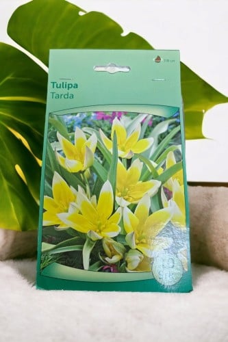 أبصال توليب (تاردا)