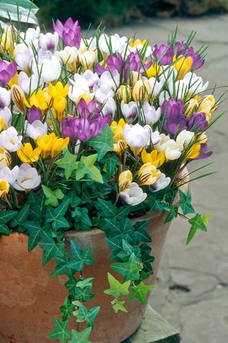 أبصال كروكوس منوعة