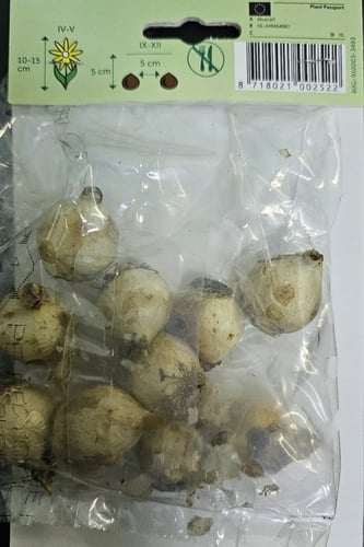 أبصال موسكاري (أرمينيا كوم)