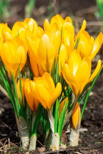 أبصال (كروكوس) أصفر