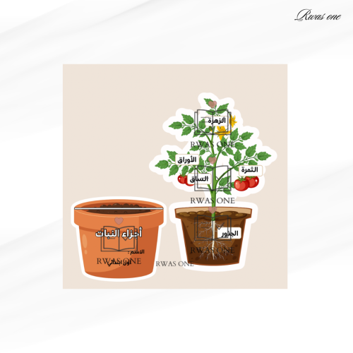 مطوية أجزاء النبات