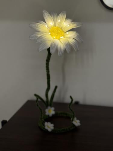 زهرة الاقحوان المضيئة