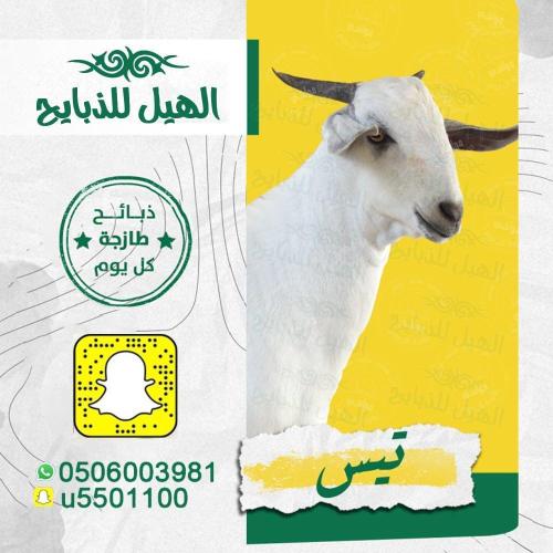 تيس كبير