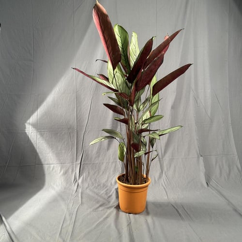 كلاثيا سيتوسا مركن 20