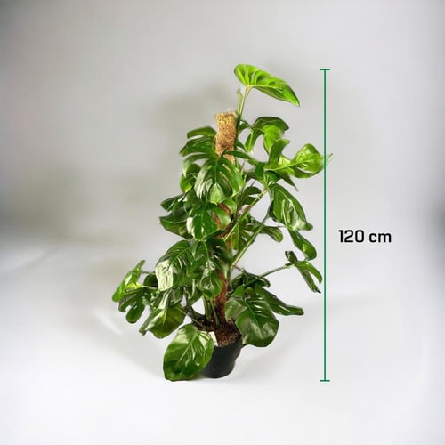 مونيستيرا مركن 24