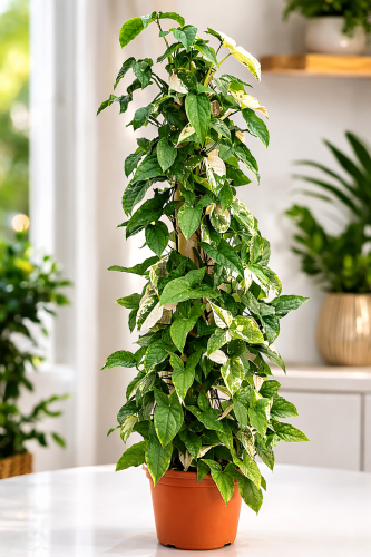 سنجونيوم البو (أخضر أبيض) متسلق على أنبوب 20