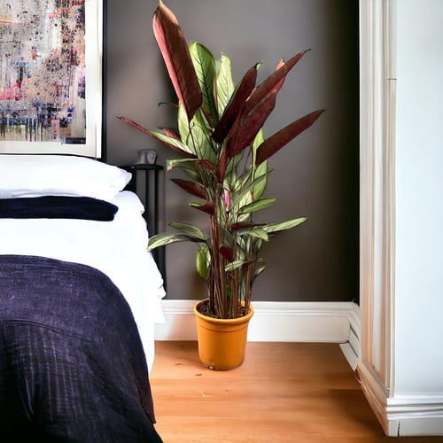 كلاثيا سيتوسا مركن 20