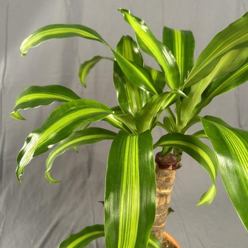 دراسينا ماسنجانا 20-45 4L