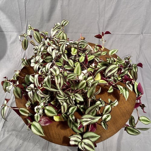 نبتة مكحلة ( زيبرينا علاقي ) مركن 20