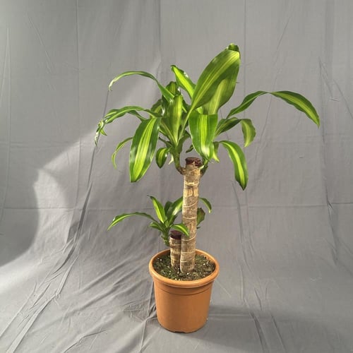 دراسينا ماسنجانا 20-45 4L