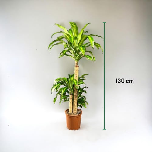 دراسينا ماسنجانا 3 عود مركن 27