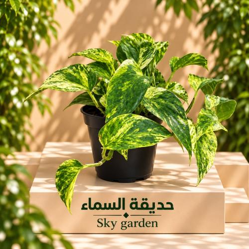 سكندابس مركن9هولندي