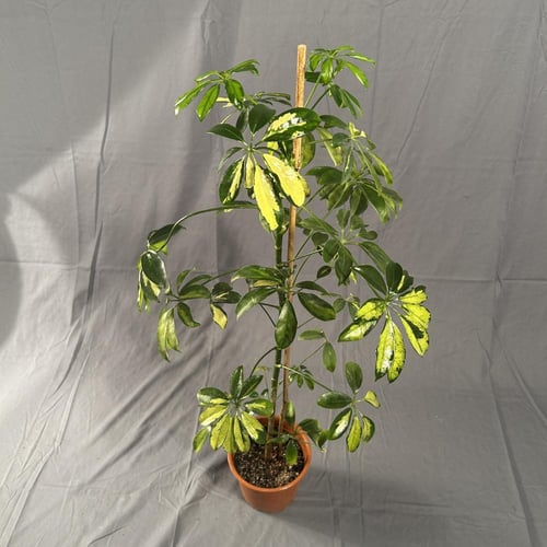 شفليرا صغيره