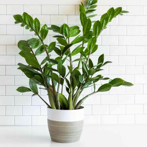 زاميا مركن 15