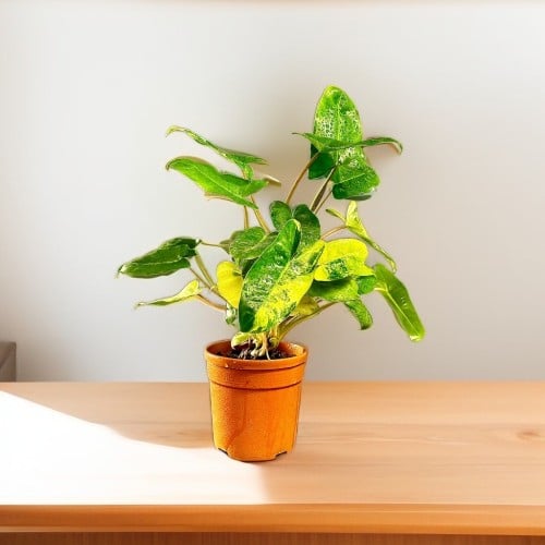 نبتة فيلدرون بيرلماركس فاريجيتد مركن 13