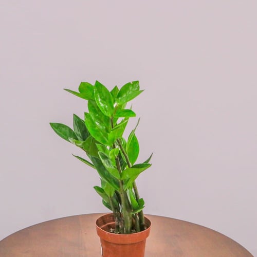 بكج إهداء SKY GARDEN مع نبتة الزاميا